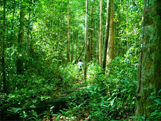 Tempat Wisata Hutan Kota Untan Di Kalimantan Barat