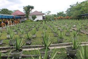 Aloe Vera Center (Lidah Buaya) Kota Pontianak Kalimantan Barat